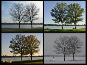 trees in four seasons 300x225 Selling A Home This Fall Or Winter? Take Your Photos Now.